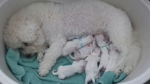 klik om te vergroten Curly met pups